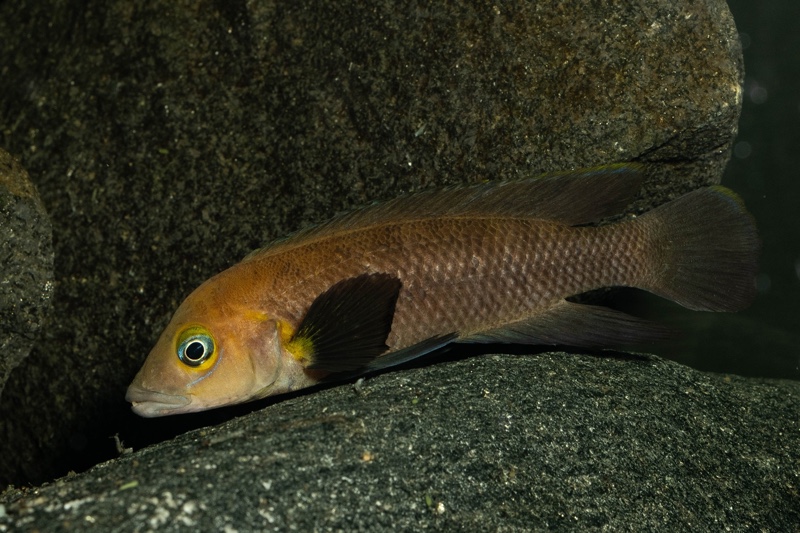 Neolamprologus sp. aff. 'pectoralis' Kiku